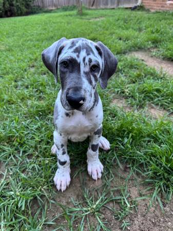 Cachorros de Great Dane (Murfreesboro)549677688821524482