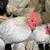 Miniature self blue bantam roosters 2 thumbnail
