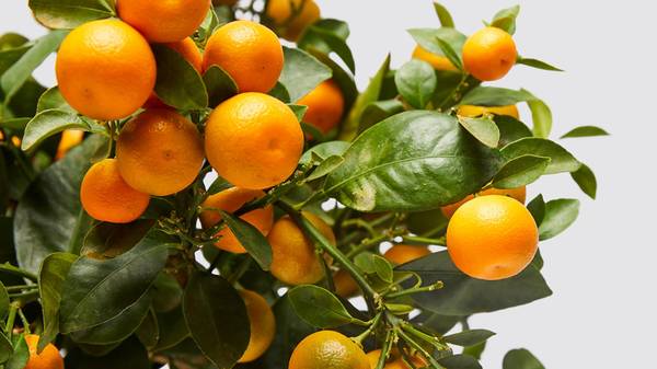 Calamondin Calamansi Philippine Lime for sale Organic 1