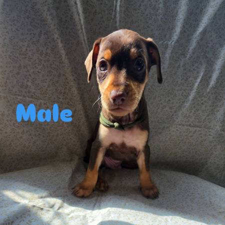 Miniature pinscher (Canyon Country)
