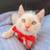Siamese kittens girls 3 thumbnail