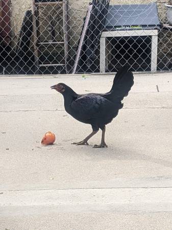 Found Black Chicken near Adams and Crenshaw 1
