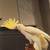 Cockatoo 1 thumbnail