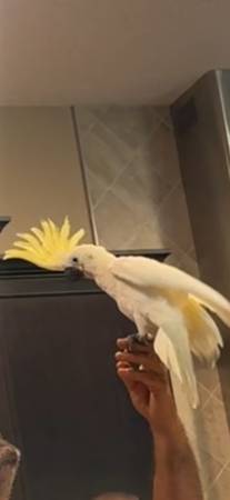 Cockatoo 1