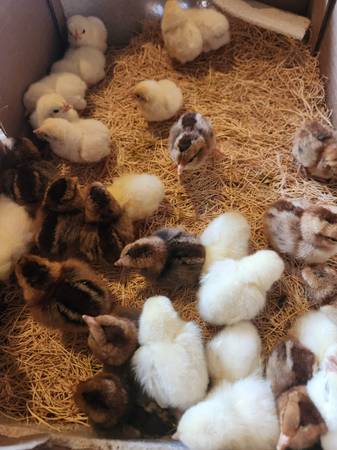Bantam show chicks 1