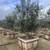 Wilson Olive Tree (Olea europaea ‘Wilsonii’) 36" Box 1 thumbnail