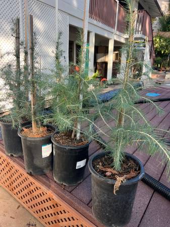 Deodar Cedar Pine Trees 1