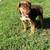 Blue heeler/chocolate lab 1 thumbnail