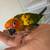 Red front Amazon parrot 5 thumbnail