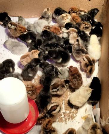 27 ASSORTED BABY CHICKS!!! 1