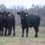 63 Fancy BLK and BWF Heifers 4 thumbnail