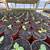 Warrenton Plants Nursery Nurseries 9 thumbnail