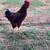 Rhode island red rooster 1 thumbnail