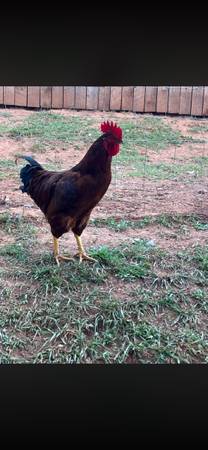 Rhode island red rooster 1