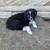 Aussie pups 1 thumbnail