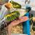 Sun conure babies 3 thumbnail