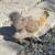 5 Beautiful Silkie Bantam Roosters 1 thumbnail