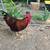 Rhode Island Red Roosters 1 thumbnail
