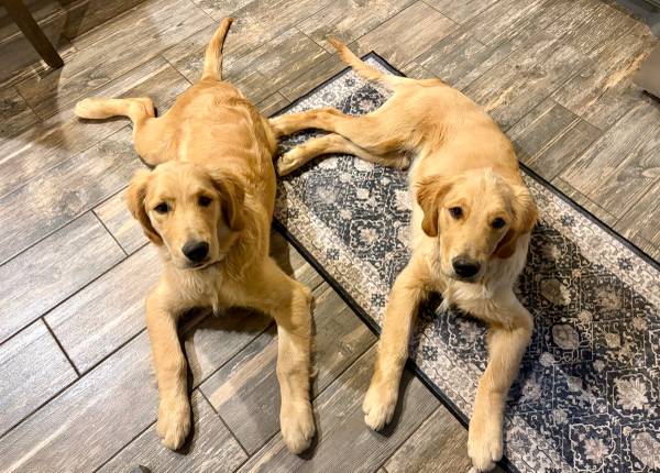 Golden retrievers both male