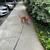 Lost Dog -6/17 2 thumbnail