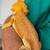 Bearded Dragons 4 thumbnail