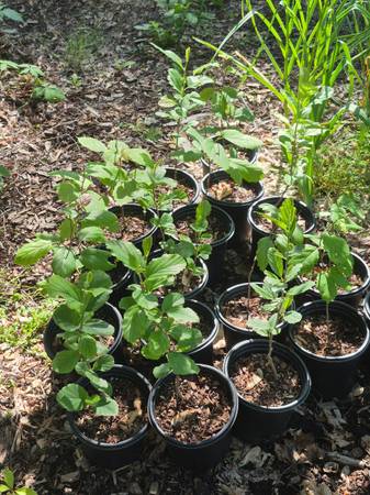 Árboles de hamamelis de 1' a 2' de altura - $20 (KALAMAZOO)62978585695105122