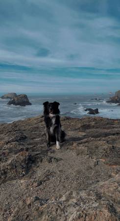 Rehoming Grizz 1