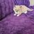 Ragdoll Kitten 6 thumbnail