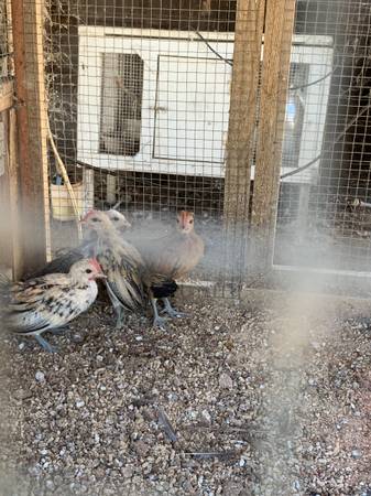 Chickens 1