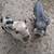 Mini Piglets, Runner Ducks, and Degu 18 thumbnail