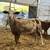 REGISTERED KATAHDIN LAMBS 10 thumbnail