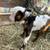 Baby Nigerian dwarf goats 1 thumbnail
