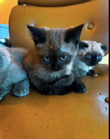 Scottish Fold kittens/ rare color (burlingame)