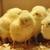 Chickens, Rabbits, Sheep, Ducks, Pig, Goat, Guinea 3 thumbnail