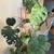 Plant Bundle — 8 Plants + Bamboo Stand + Pots 4 thumbnail