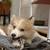 Pomsky Puppy Rehoming 11 thumbnail
