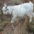 Nigerian dwarf Billy 1 thumbnail