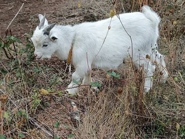 Nigerian dwarf Billy 1
