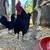 Bantam Chickens 1 thumbnail