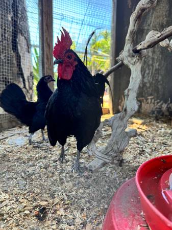 Bantam Chickens 1