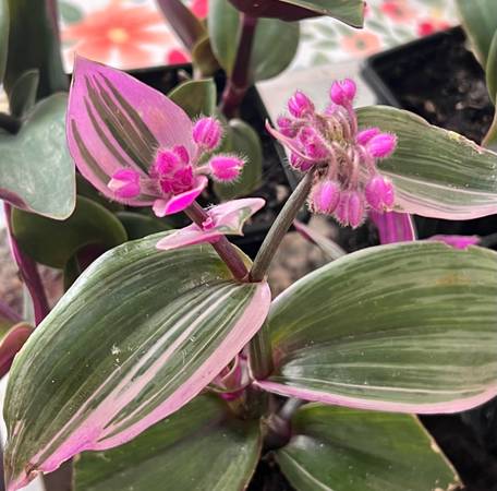 Fantasy Venice indoor tropical plant 1