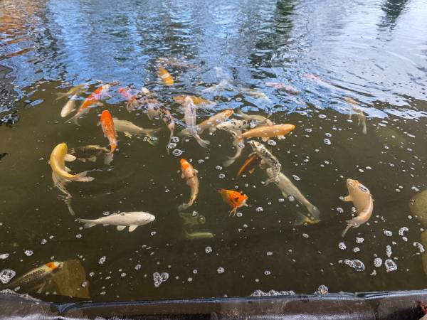 Koi Fish Japanese 1