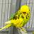 English Budgie 3 thumbnail