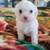 Maltipoo pups 4 thumbnail