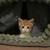 Kittys 9 thumbnail