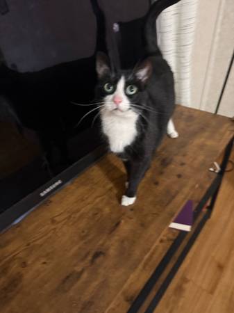 Cats up for rehoning/adoption (Mc Henry)64278034992130120