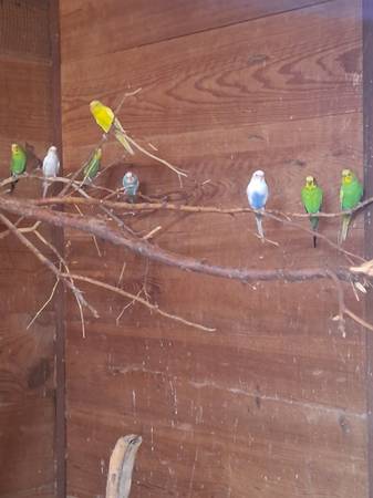 Parakeets 1