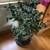 Cacti Cactus  Nice Gift! 9 thumbnail