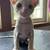 Cornish Rex Kittens 11 thumbnail