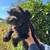 Miniature schnauzer 4 thumbnail